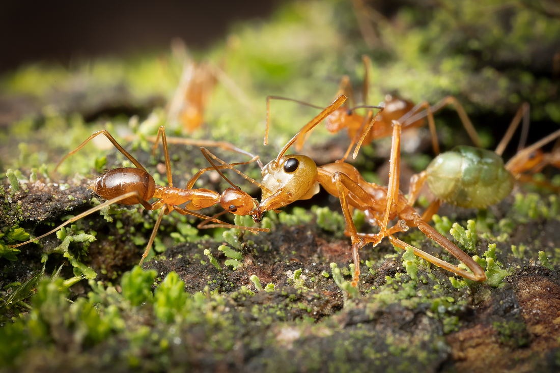 New yellow crazy ant infestation detected near Gordonvale